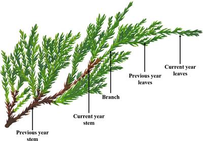 Effects of age and tissue of Juniperus sabina L. on its phytochemical characteristics, anti-cholinesterase, antidiabetes, and anti-drug resistant bacteria activities